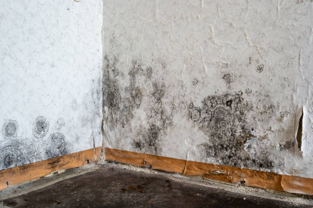 Best Mold Damage Repair  in Sylacauga, AL